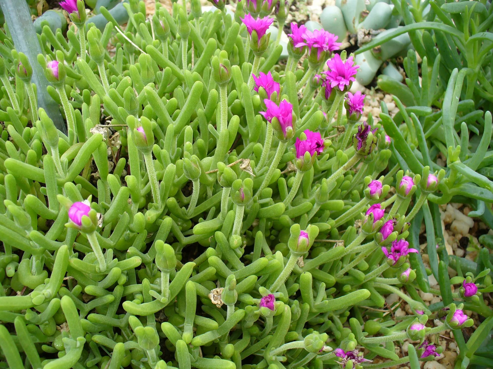 Meyerophytum meyeri