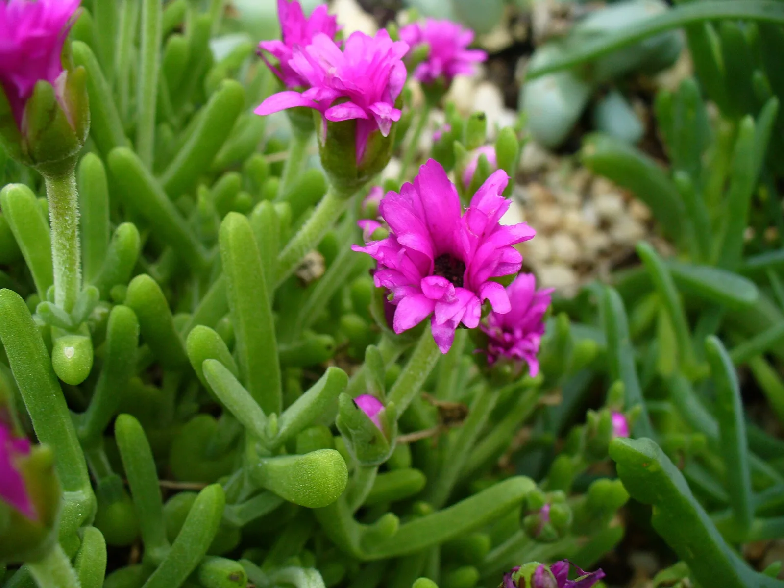Meyerophytum meyeri