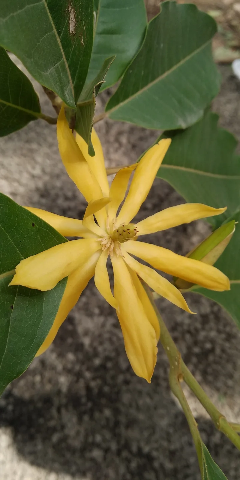 Magnolia champaca
