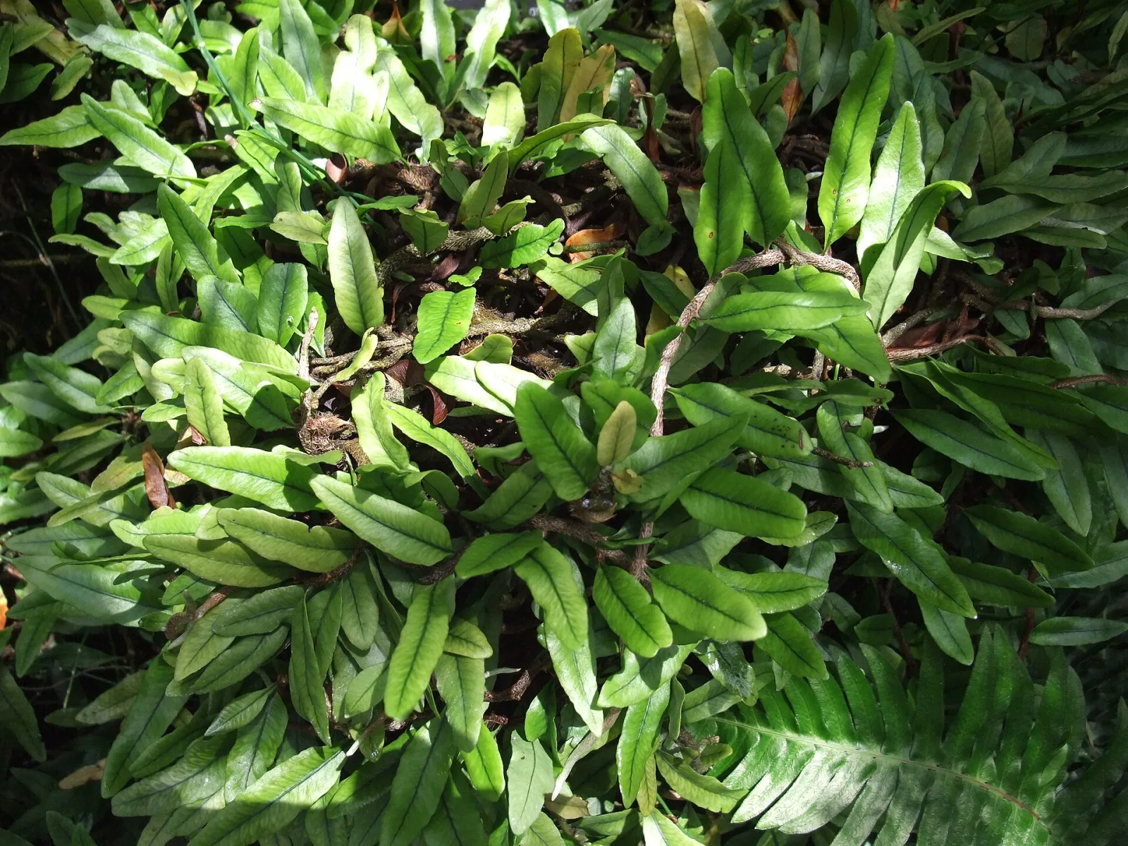 Microgramma lycopodioides
