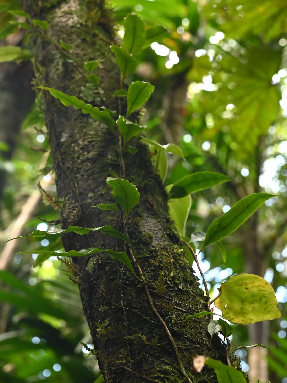 Microgramma lycopodioides