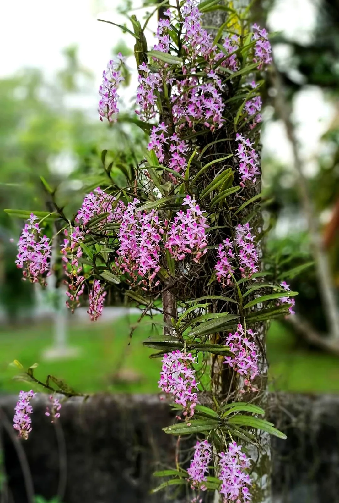 Micropera rostrata