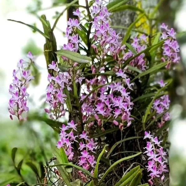 Micropera rostrata
