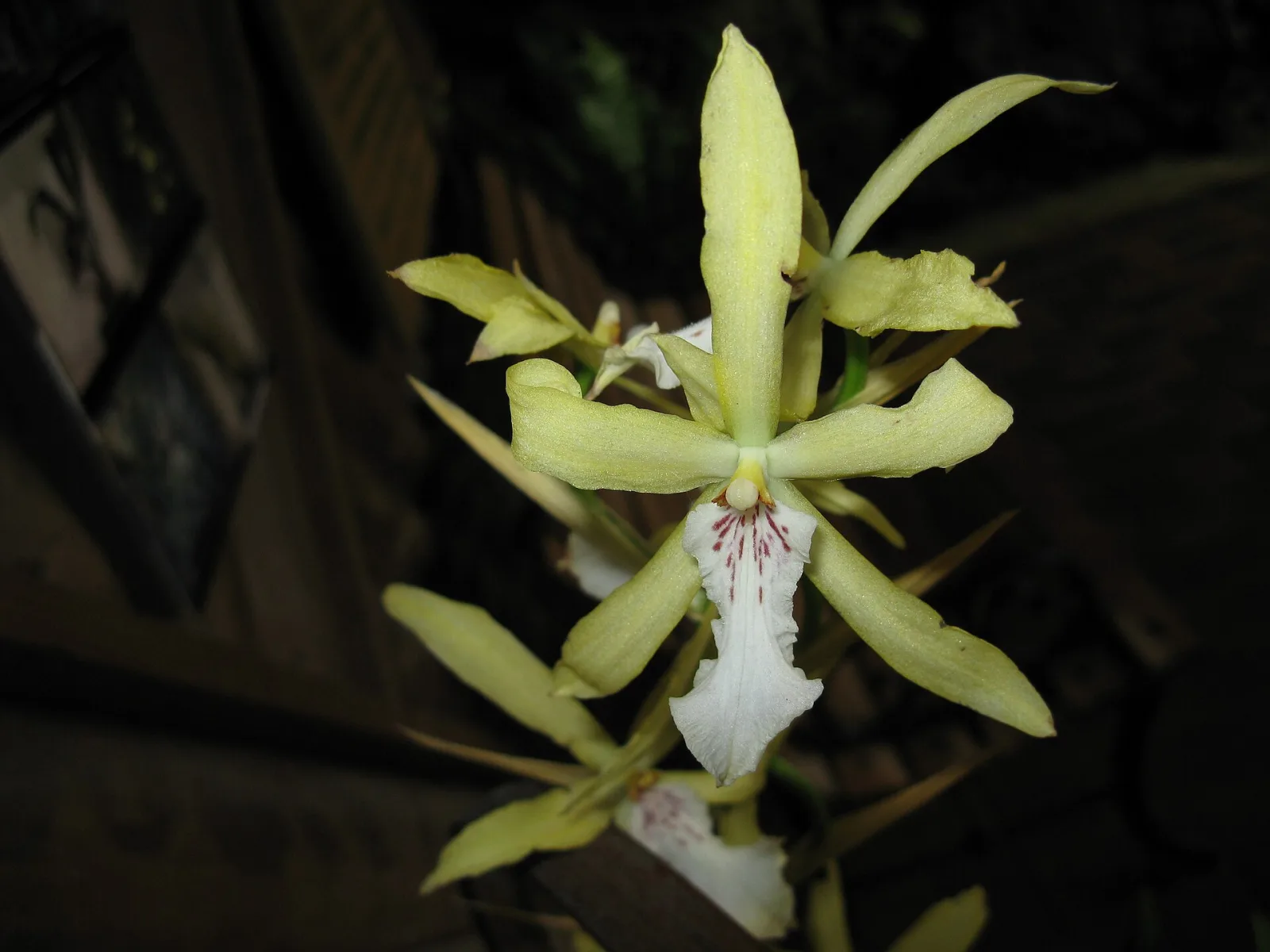 Miltonia flavescens
