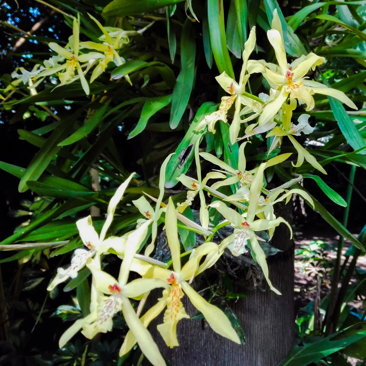 Miltonia flavescens