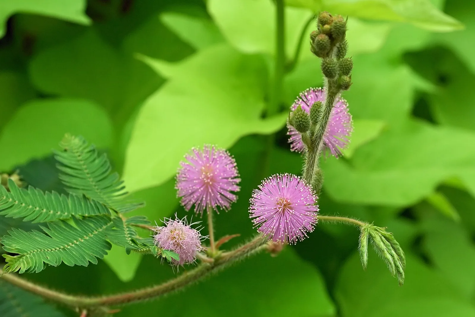 Mimosa pudica