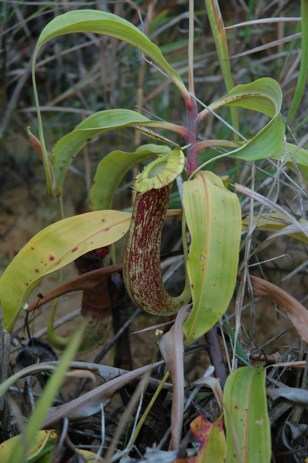 Nepenthes mirabilis