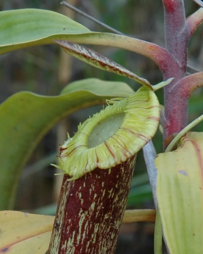 Nepenthes mirabilis