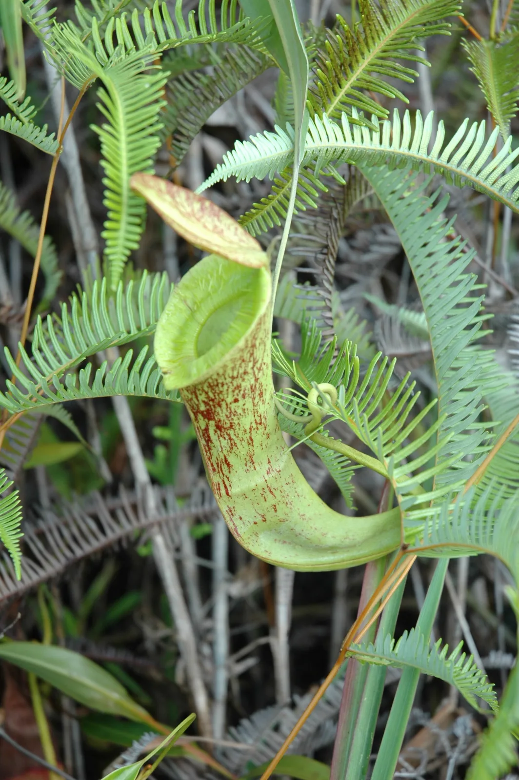 Nepenthes mirabilis