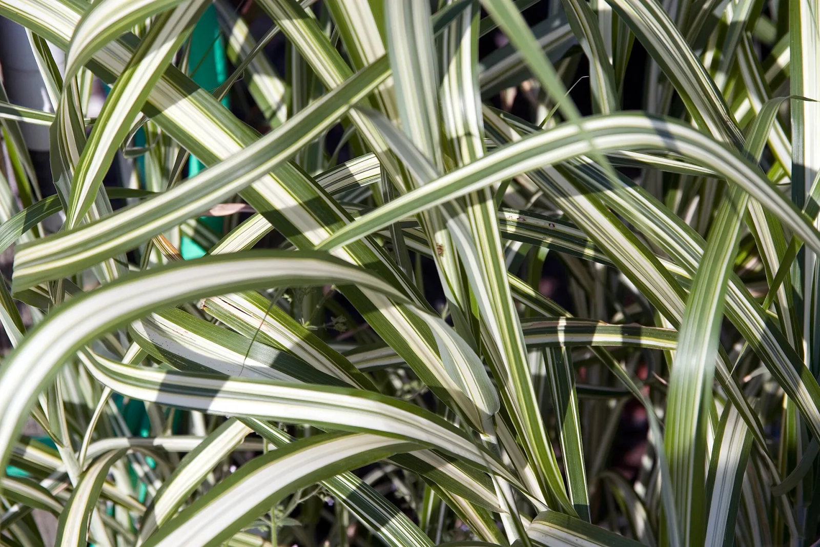 Miscanthus sinensis