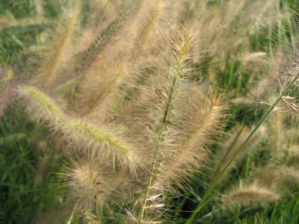 Miscanthus sinensis