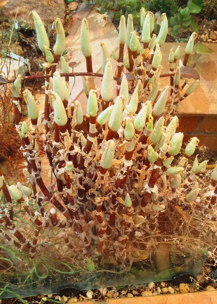 Mitrophyllum mitratum
