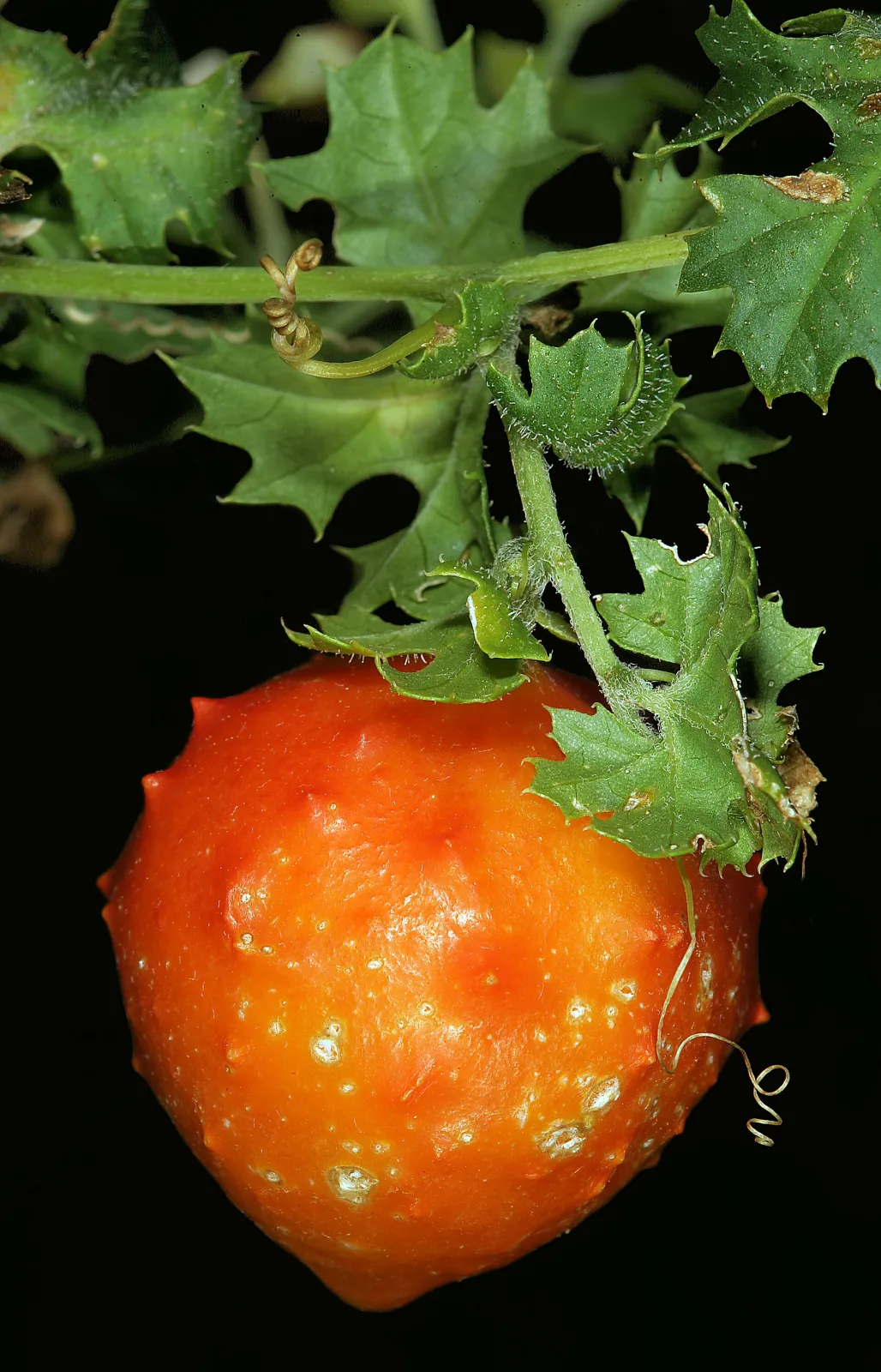 Momordica balsamina