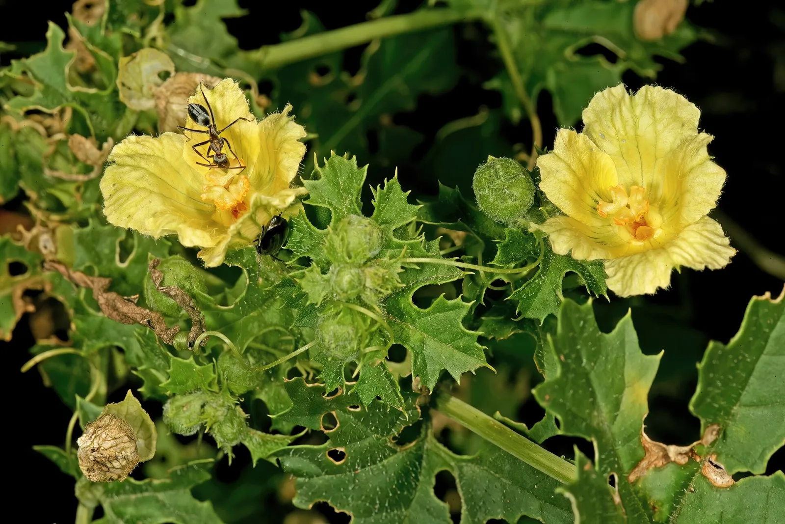 Momordica balsamina