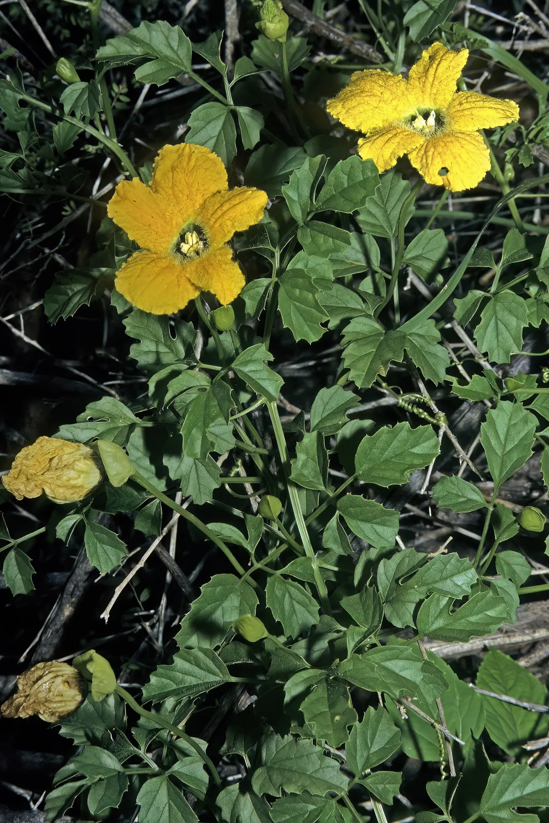 Momordica cardiospermoides