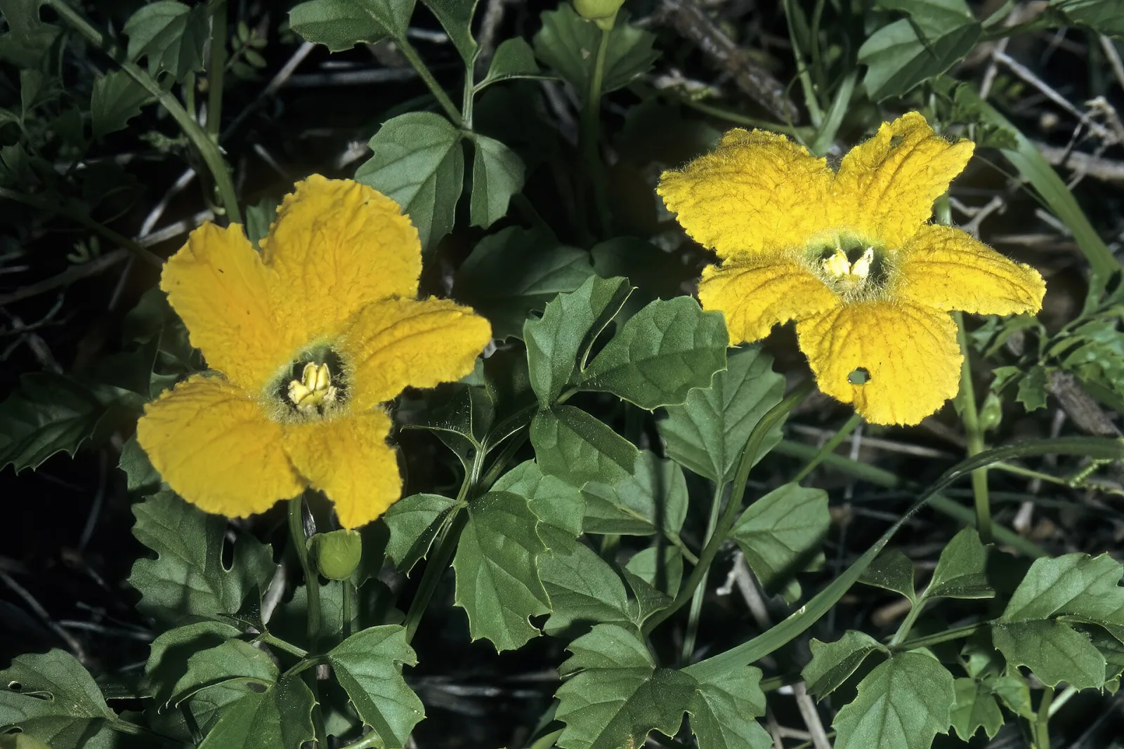 Momordica cardiospermoides
