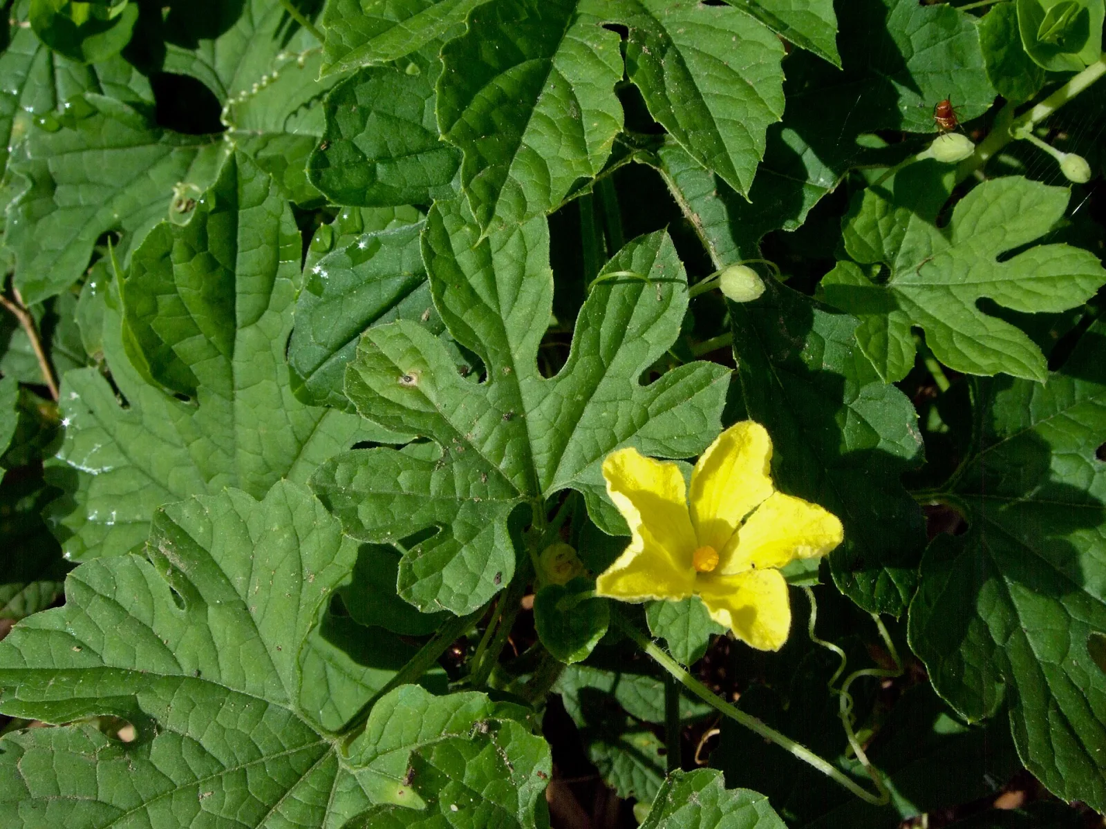 Momordica charantia