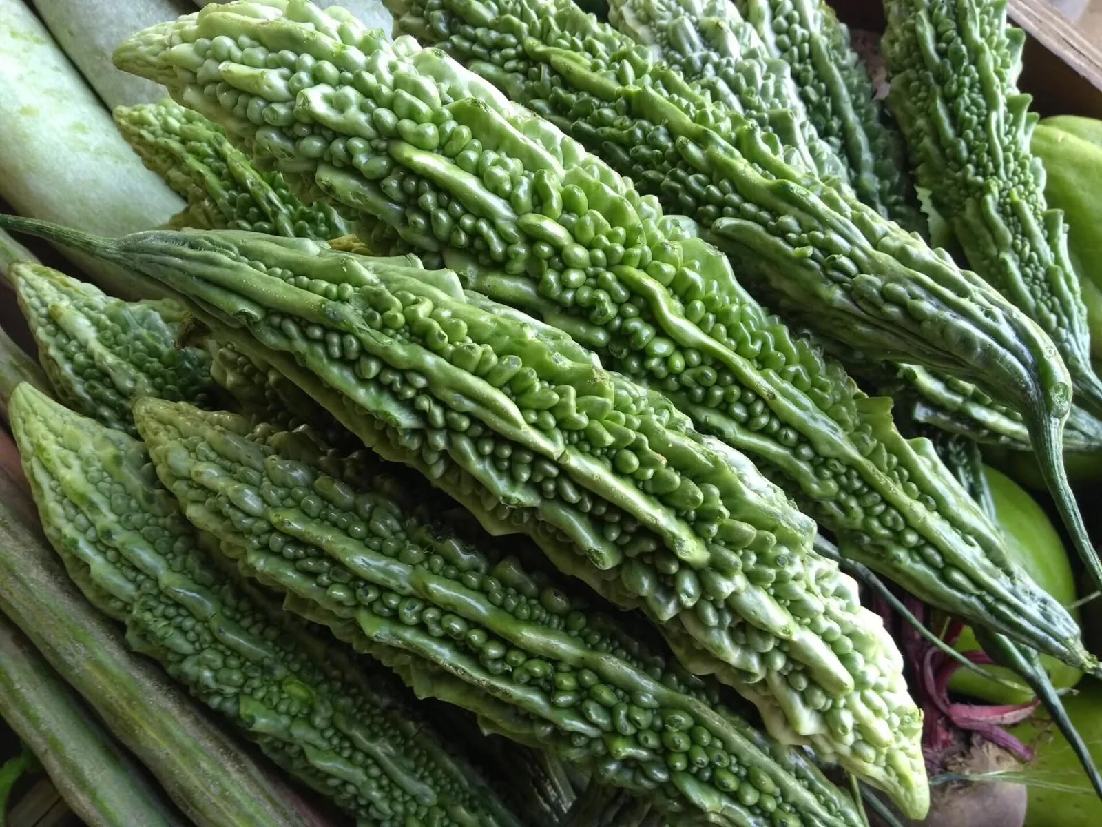 Momordica charantia