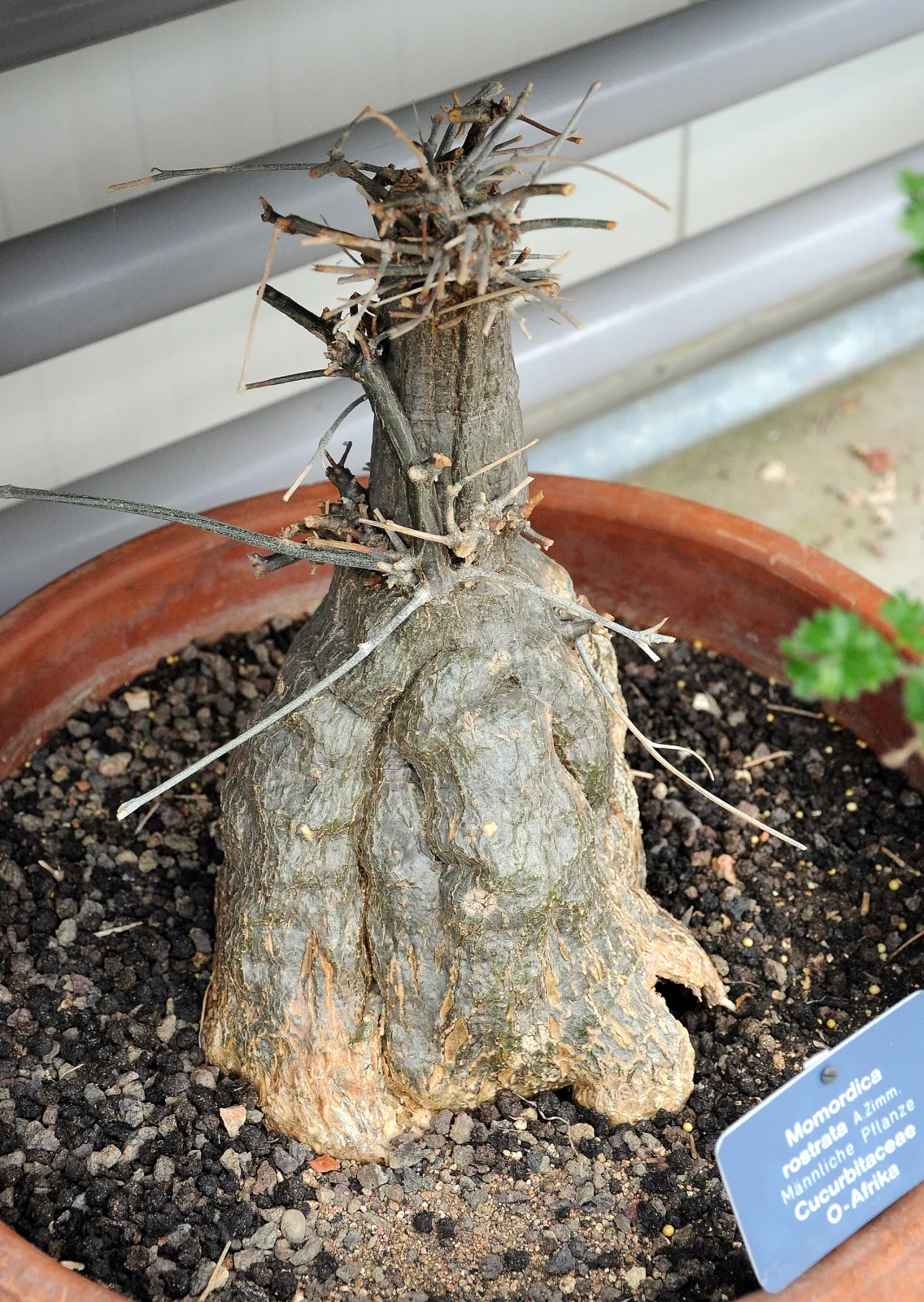 Momordica rostrata