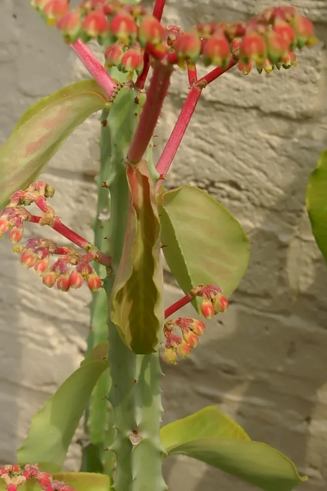 Monadenium magnificum
