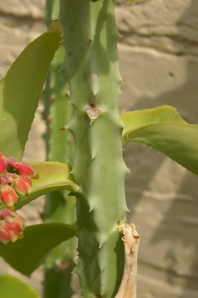 Monadenium magnificum