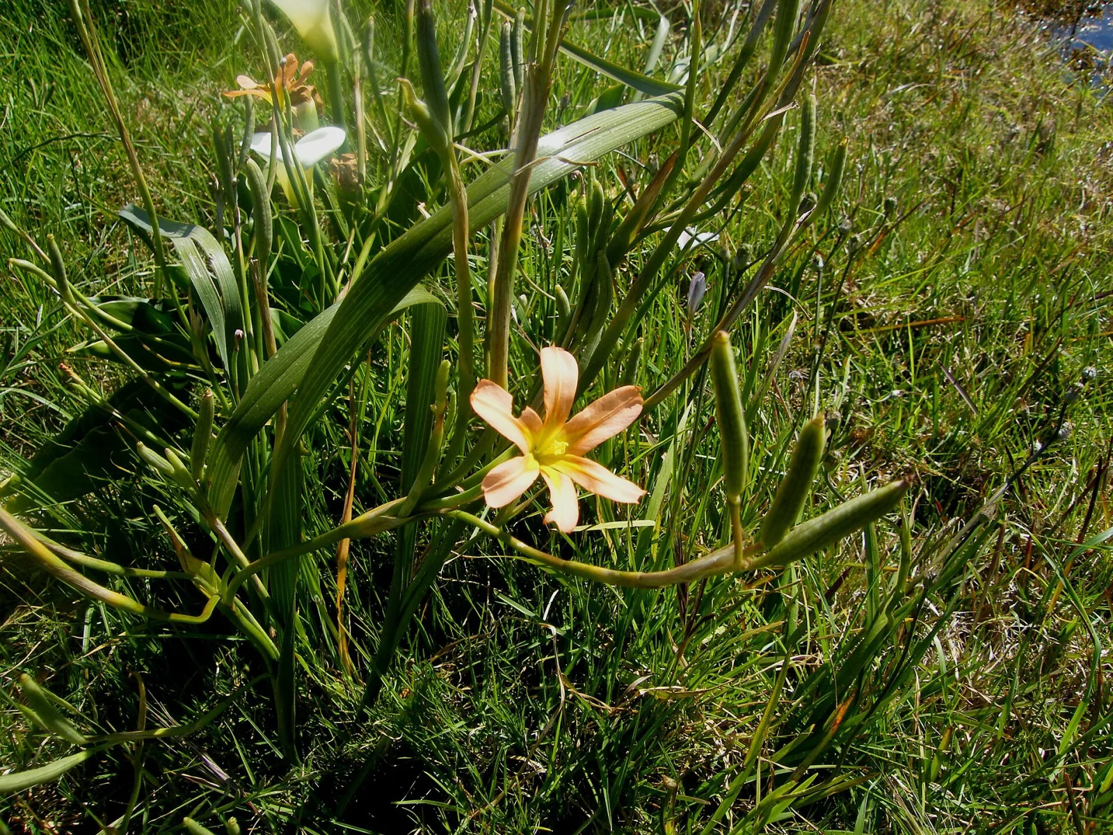 Moraea flaccida