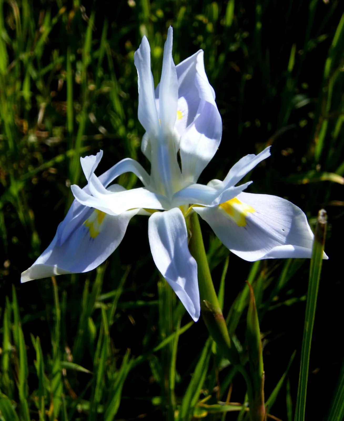 Moraea fugax