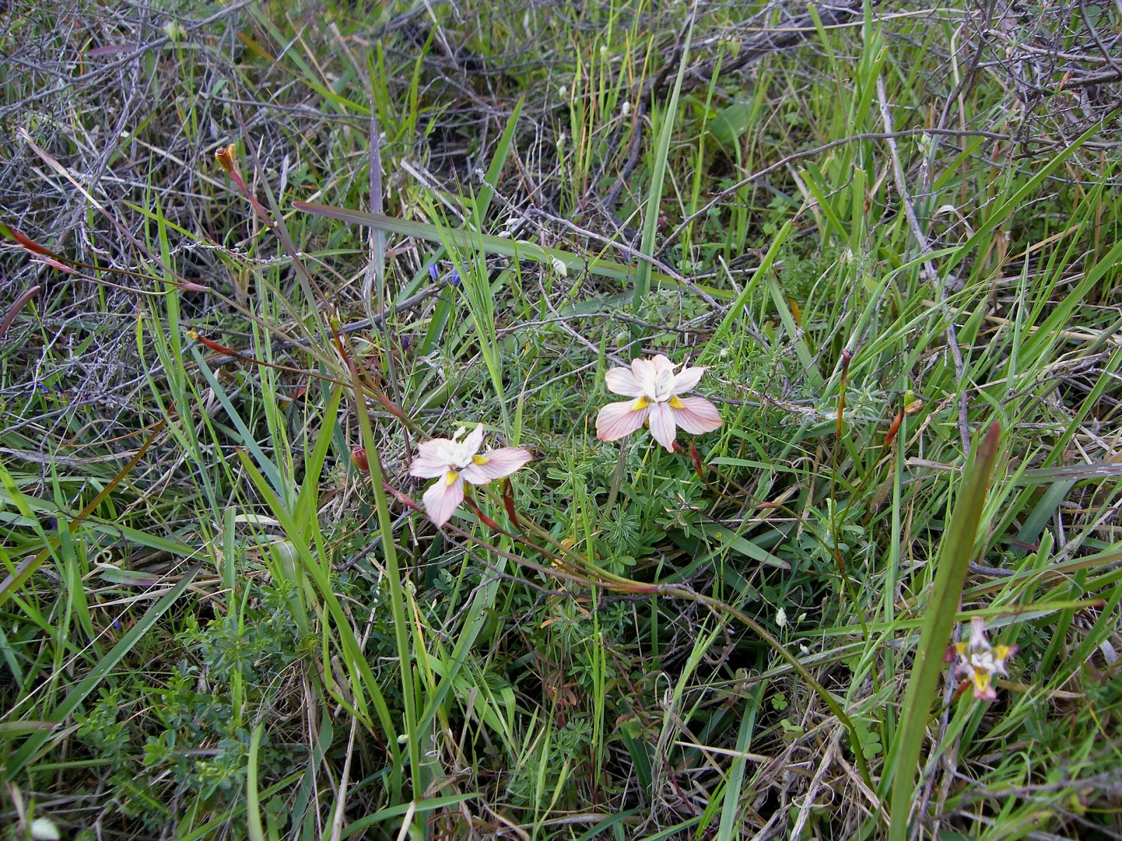 Moraea gawleri