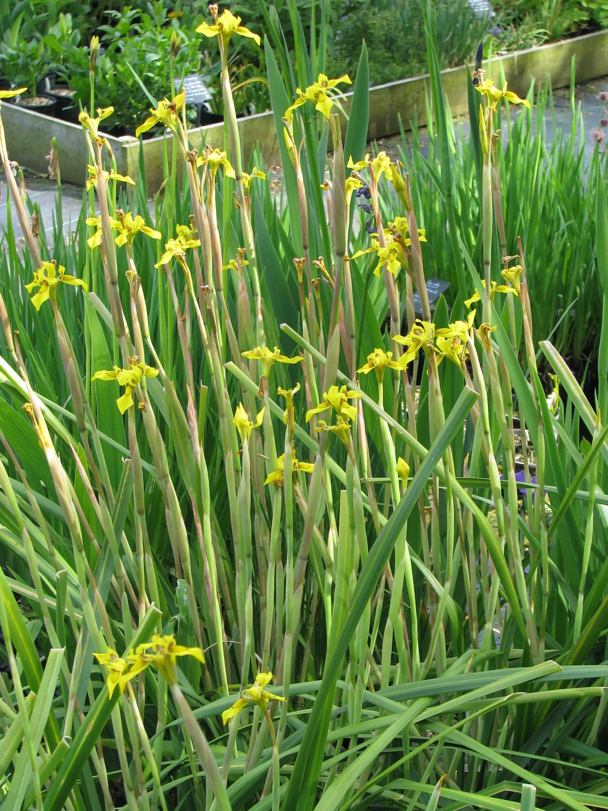 Moraea huttonii