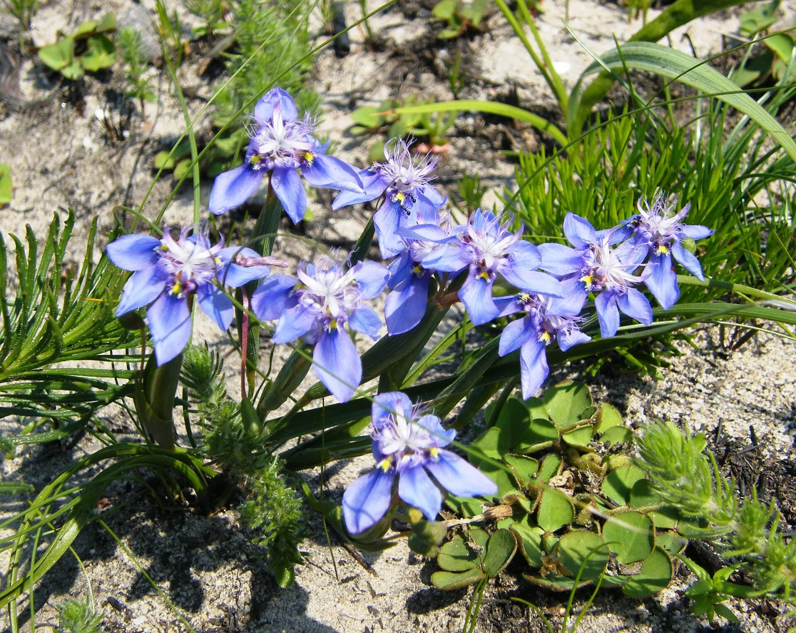 Moraea lugubris
