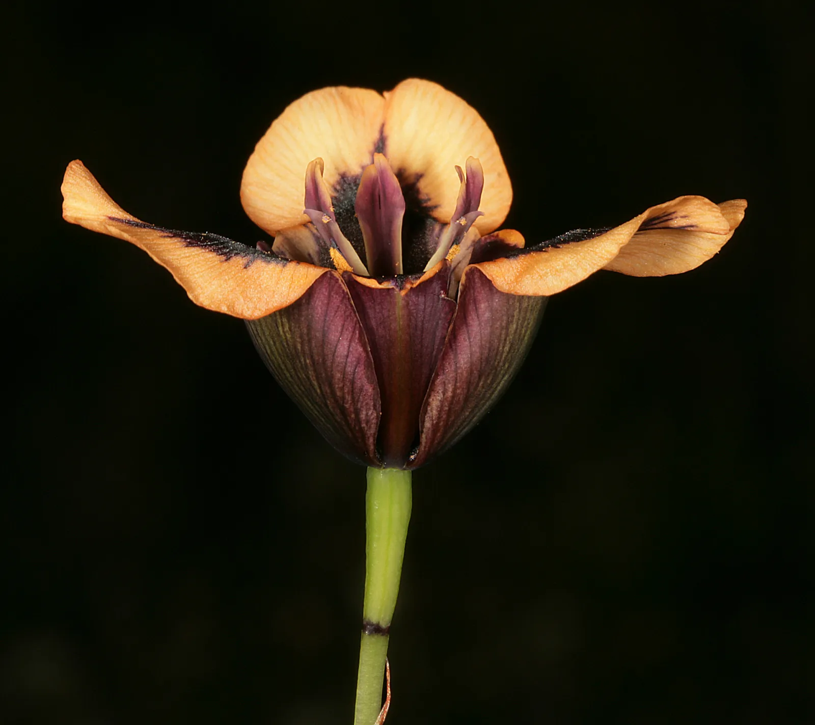 Moraea lurida