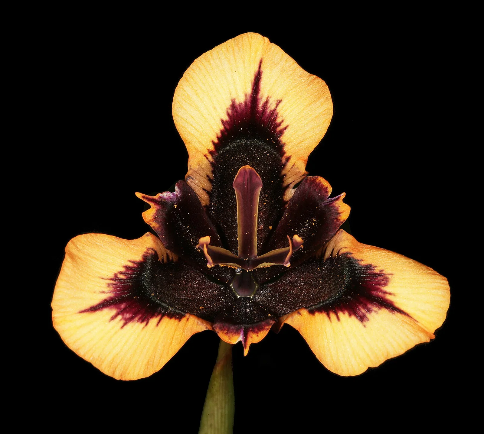 Moraea lurida