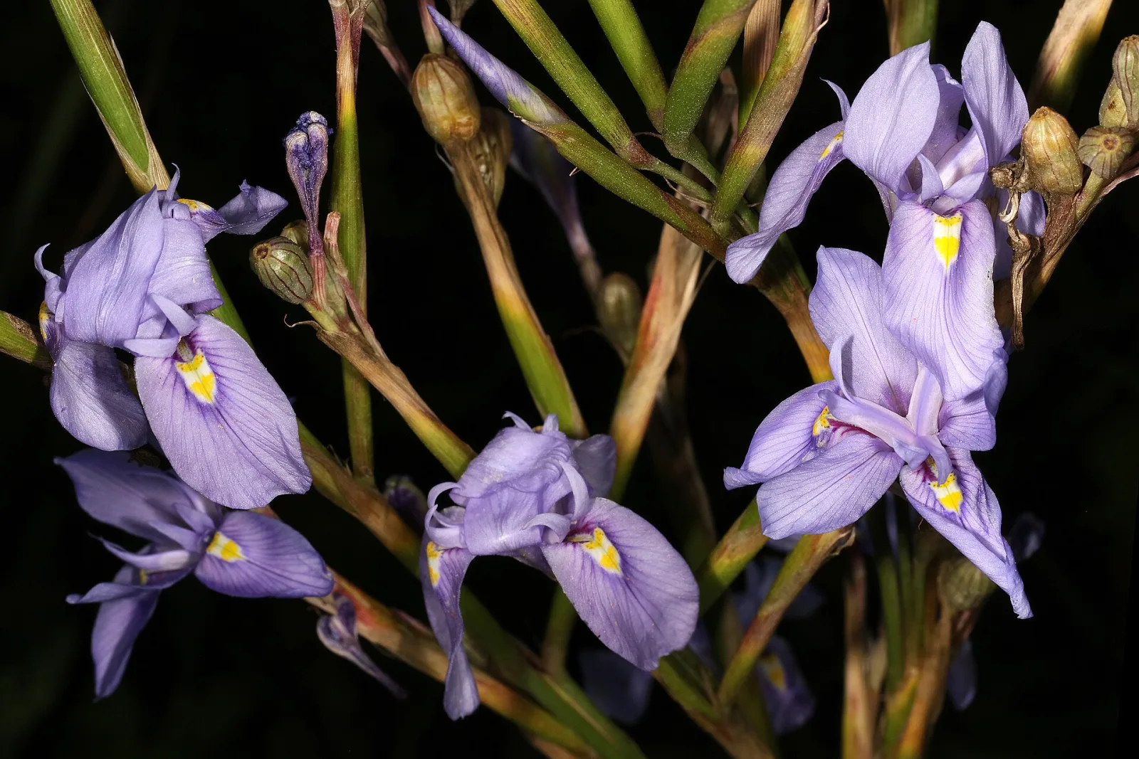 Moraea polystachya