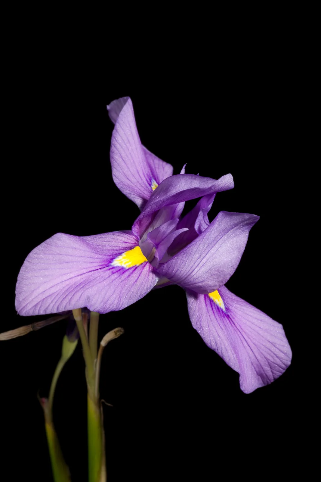 Moraea polystachya