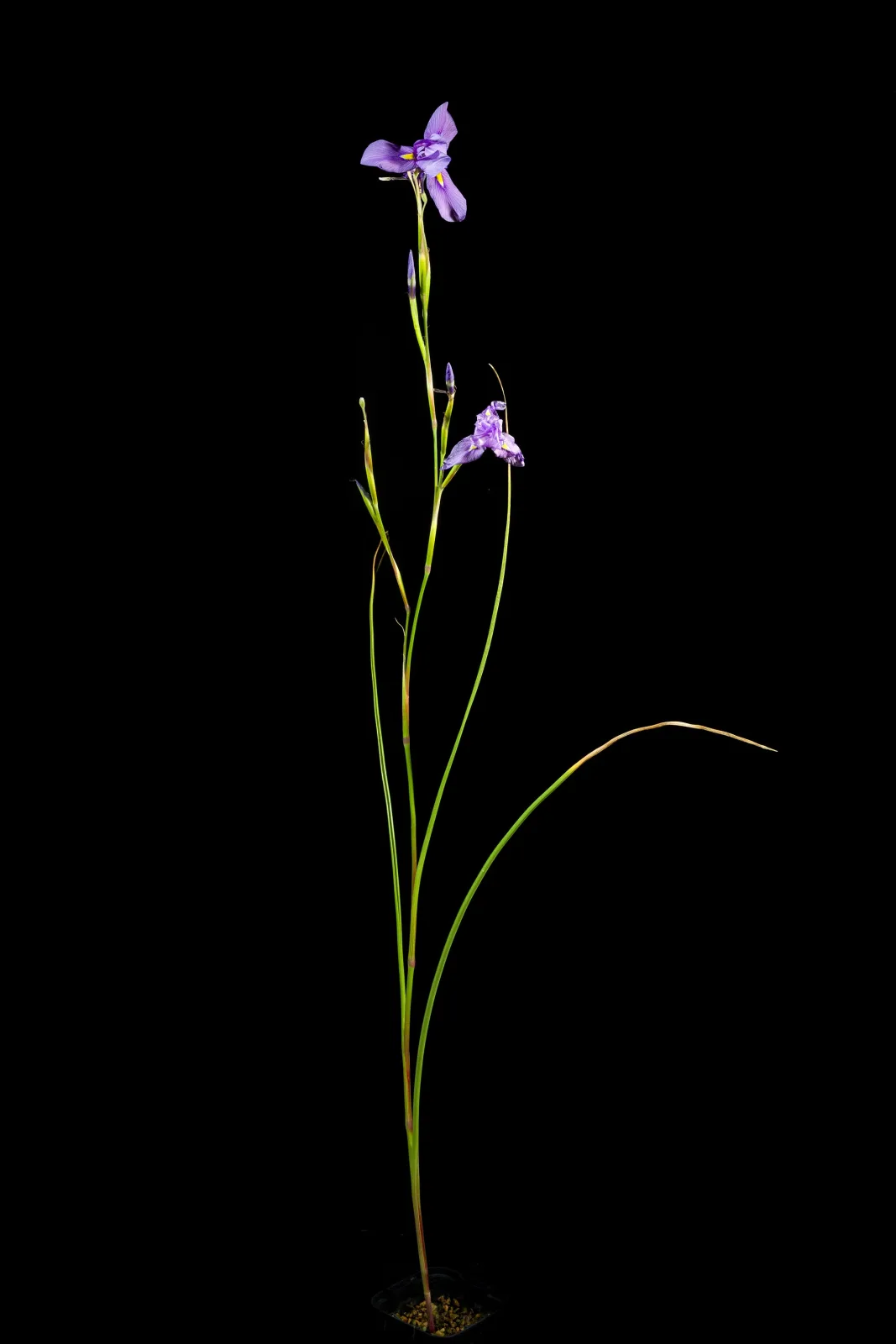 Moraea polystachya
