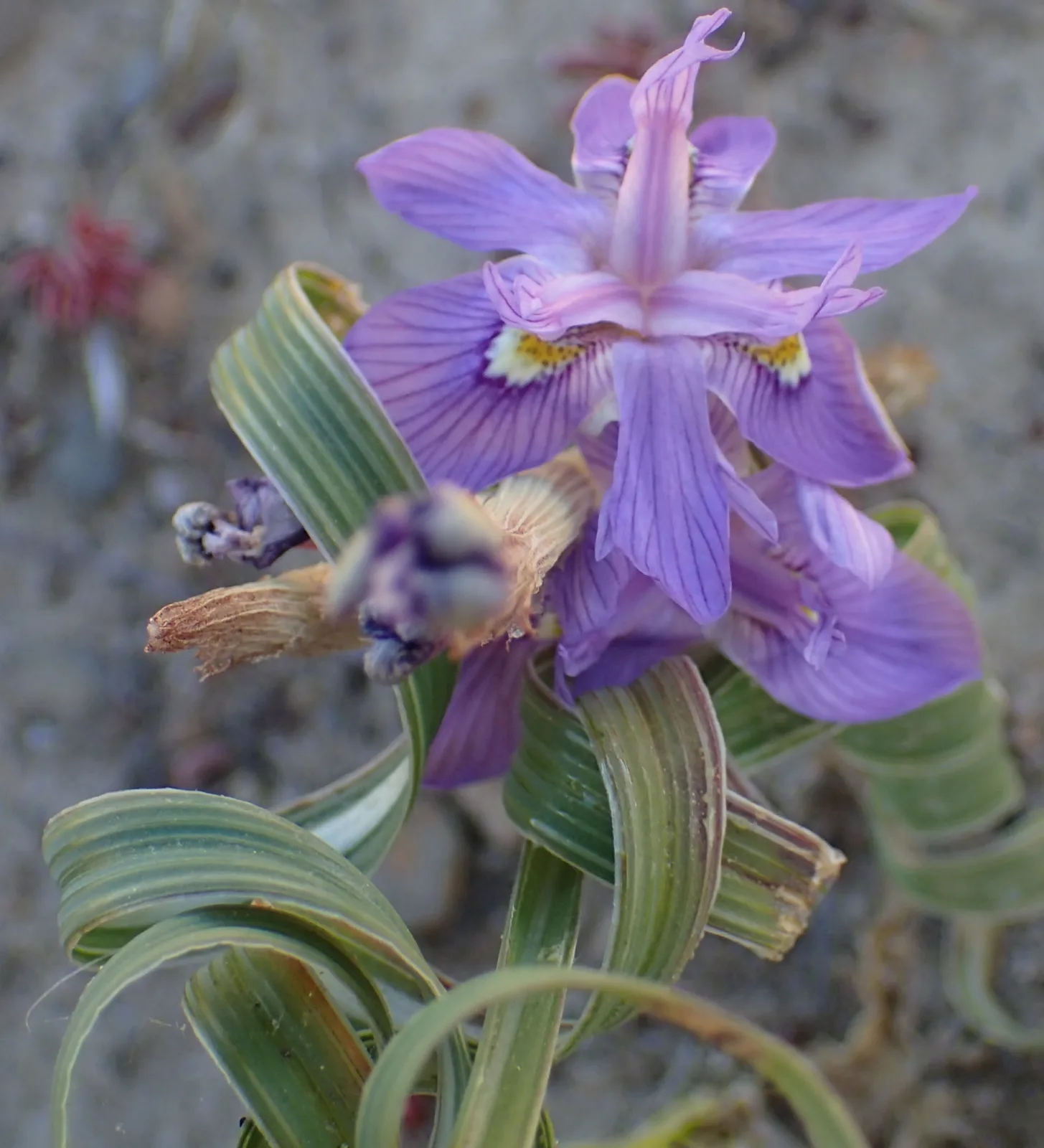 Moraea pritzeliana