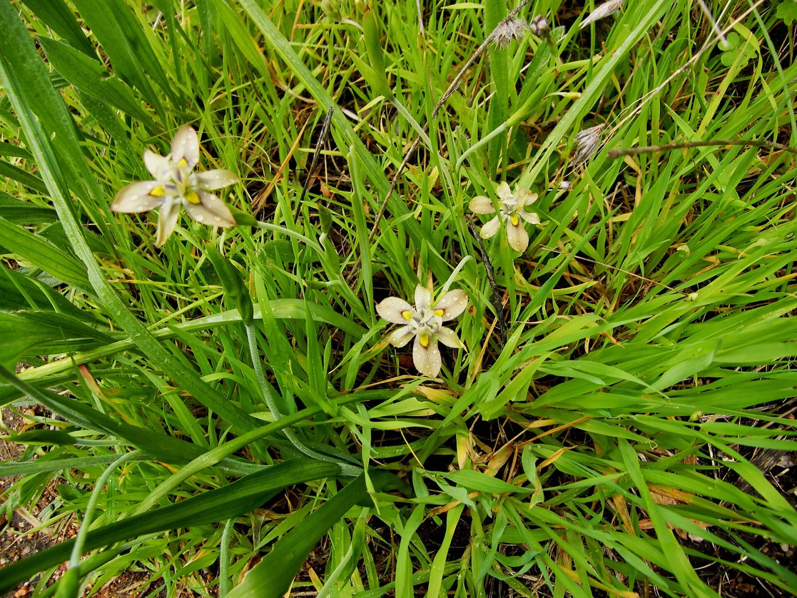 Moraea vegeta