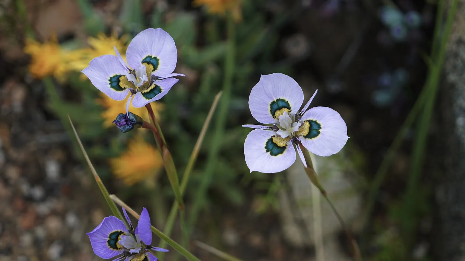 Moraea villosa
