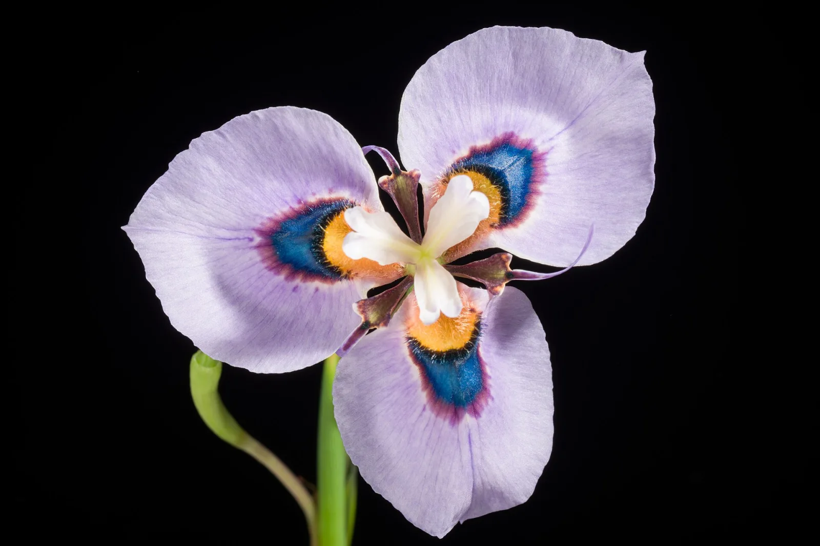 Moraea villosa