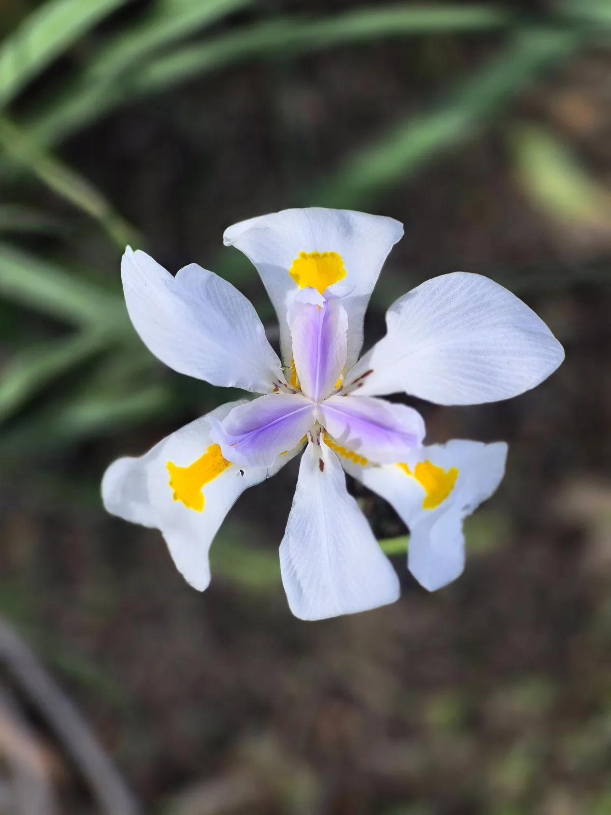Dietes grandiflora