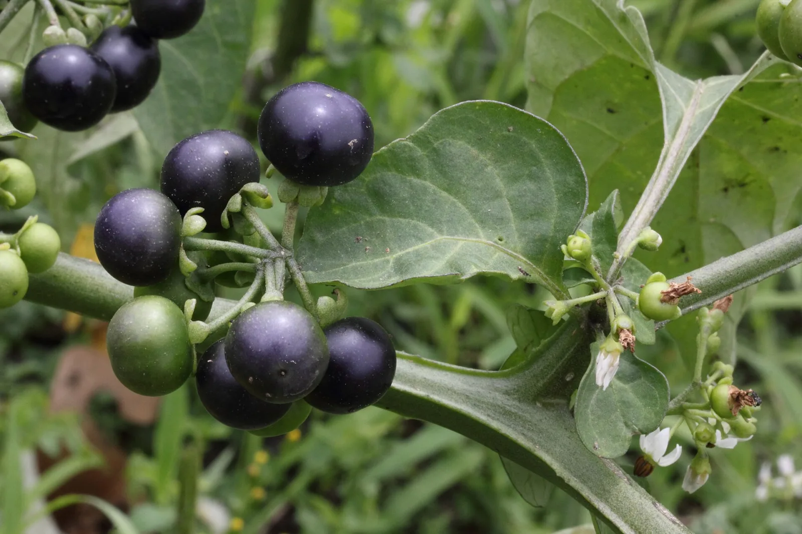 Solanum melanocerasum