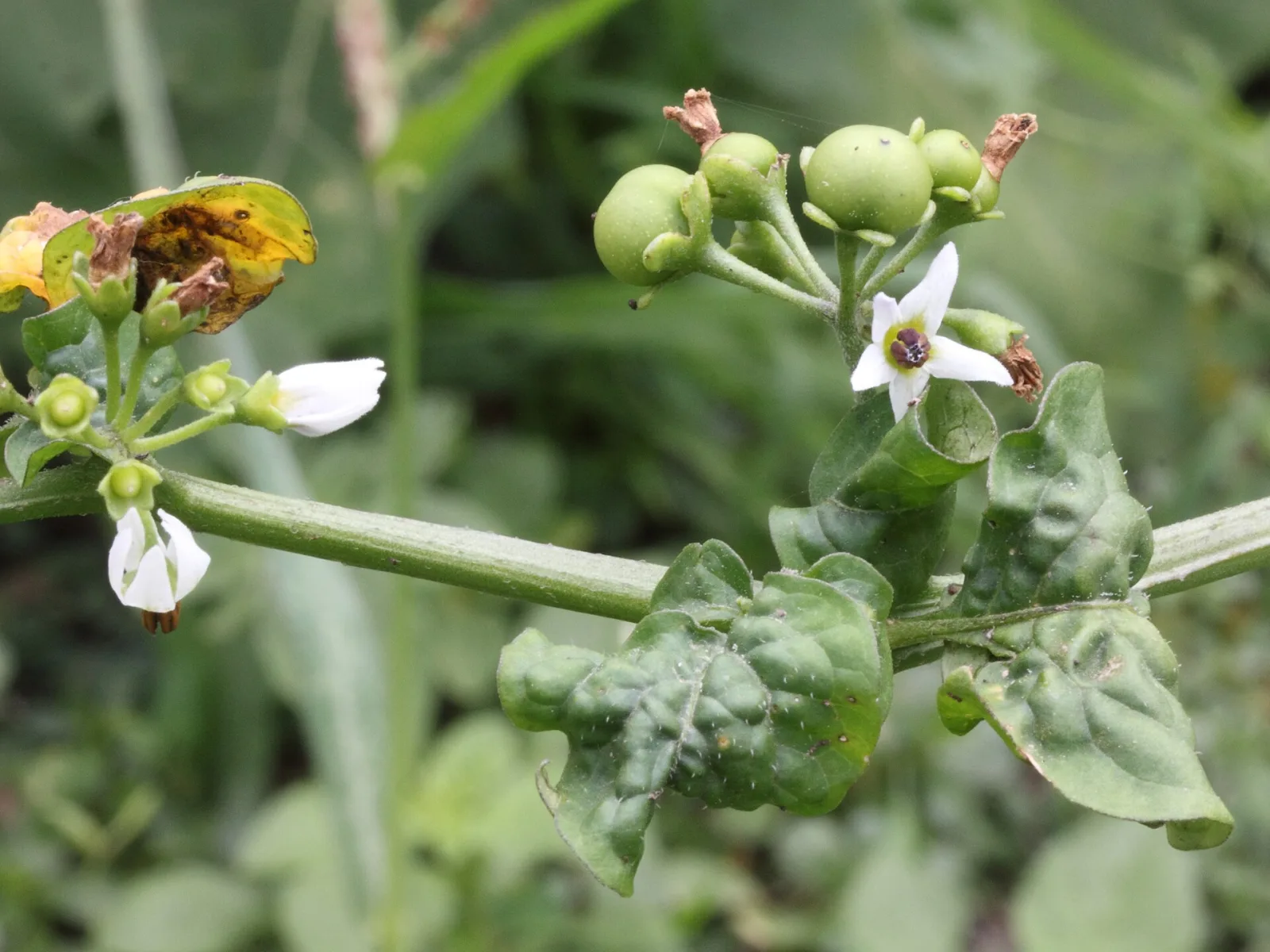 Solanum melanocerasum