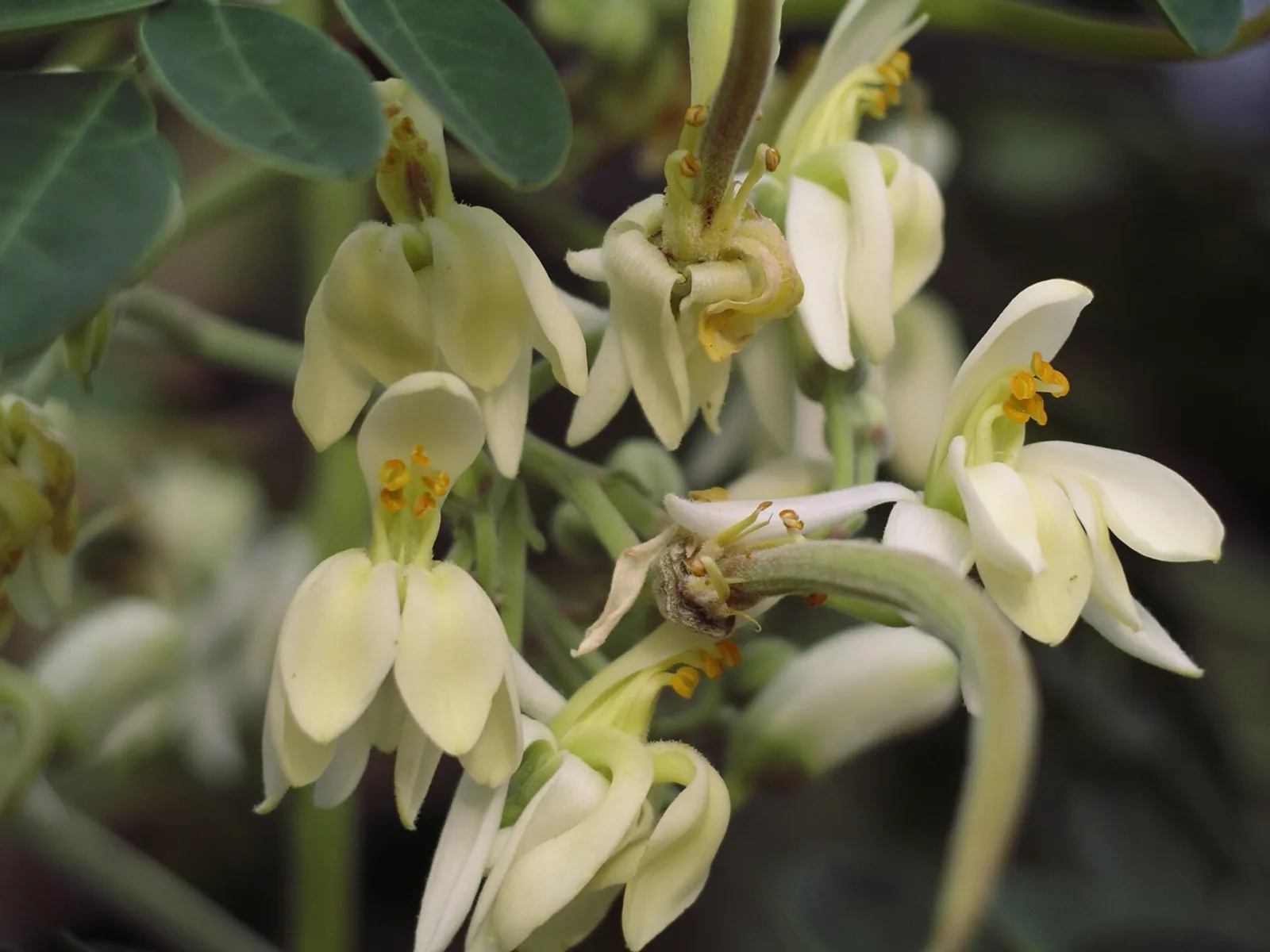Moringa pterygosperma