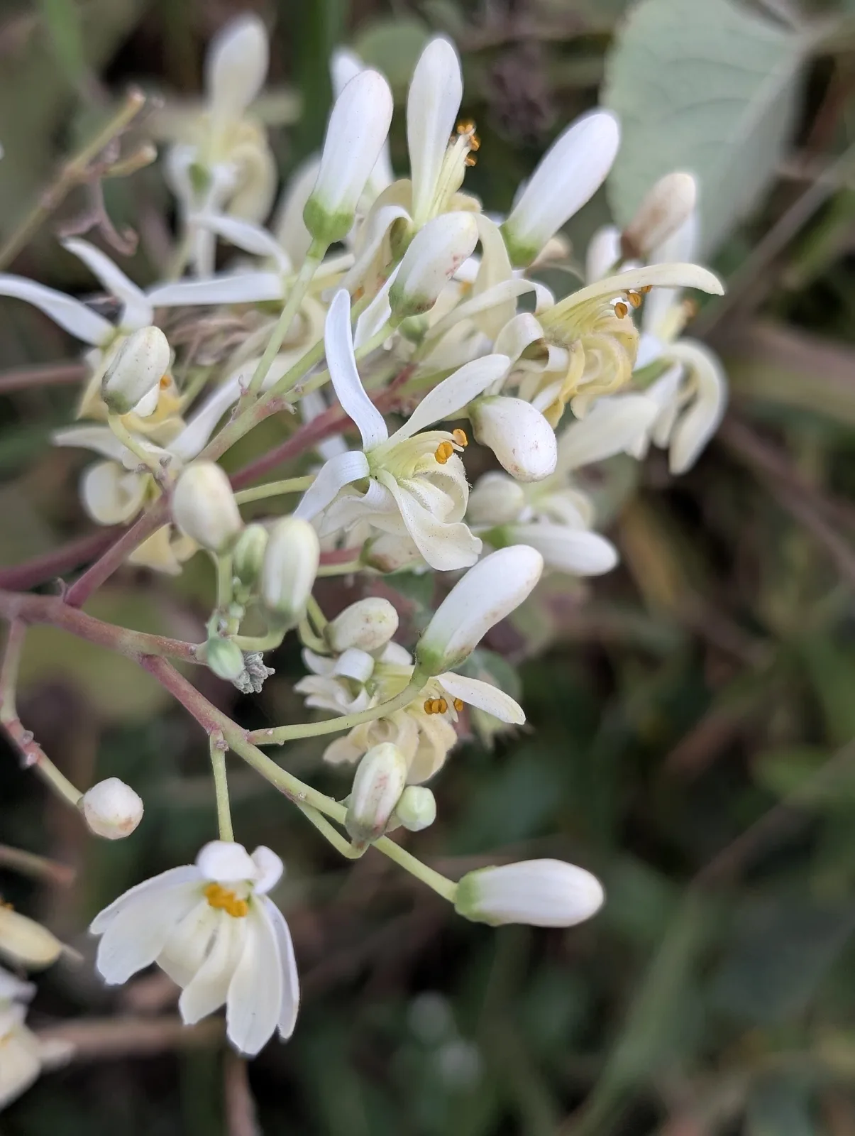 Moringa  oleifera
