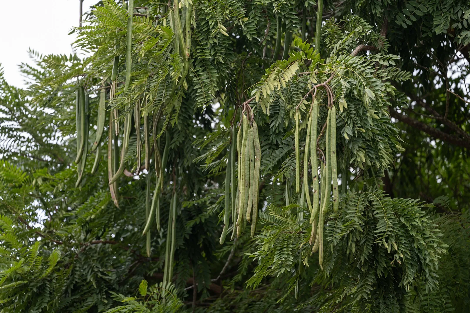 Moringa  oleifera
