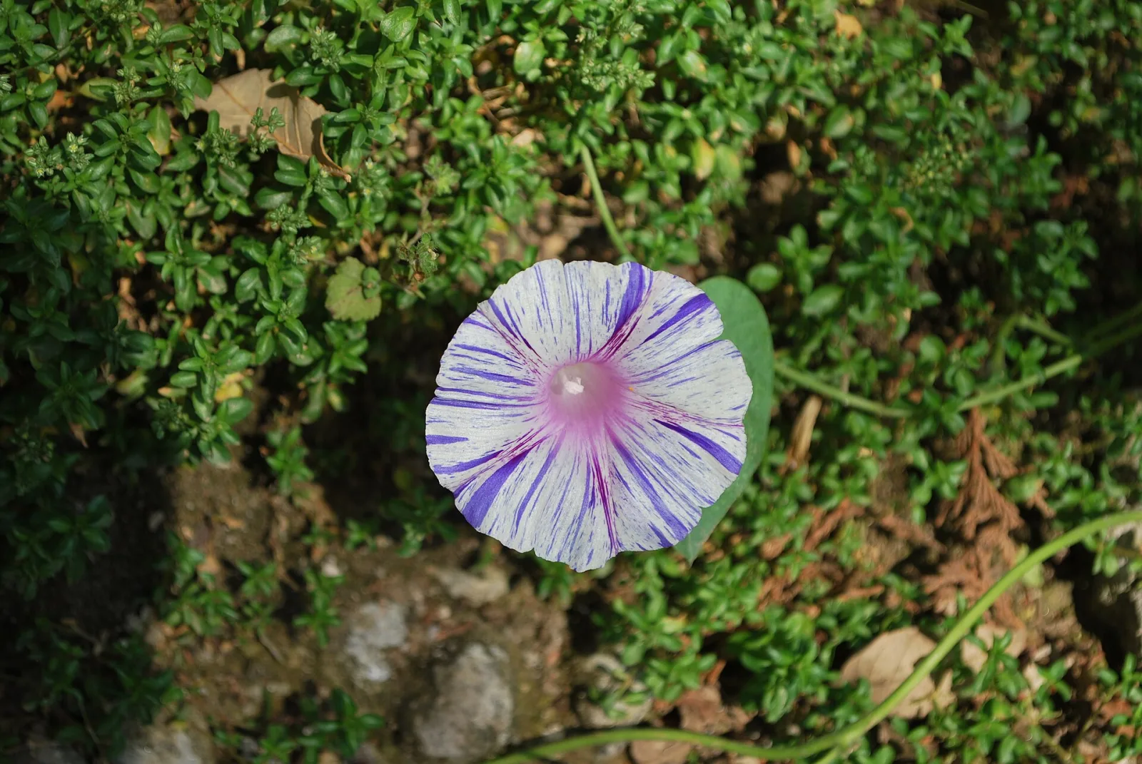 Ipomoea Purpurea Carnevale Di Venezia
