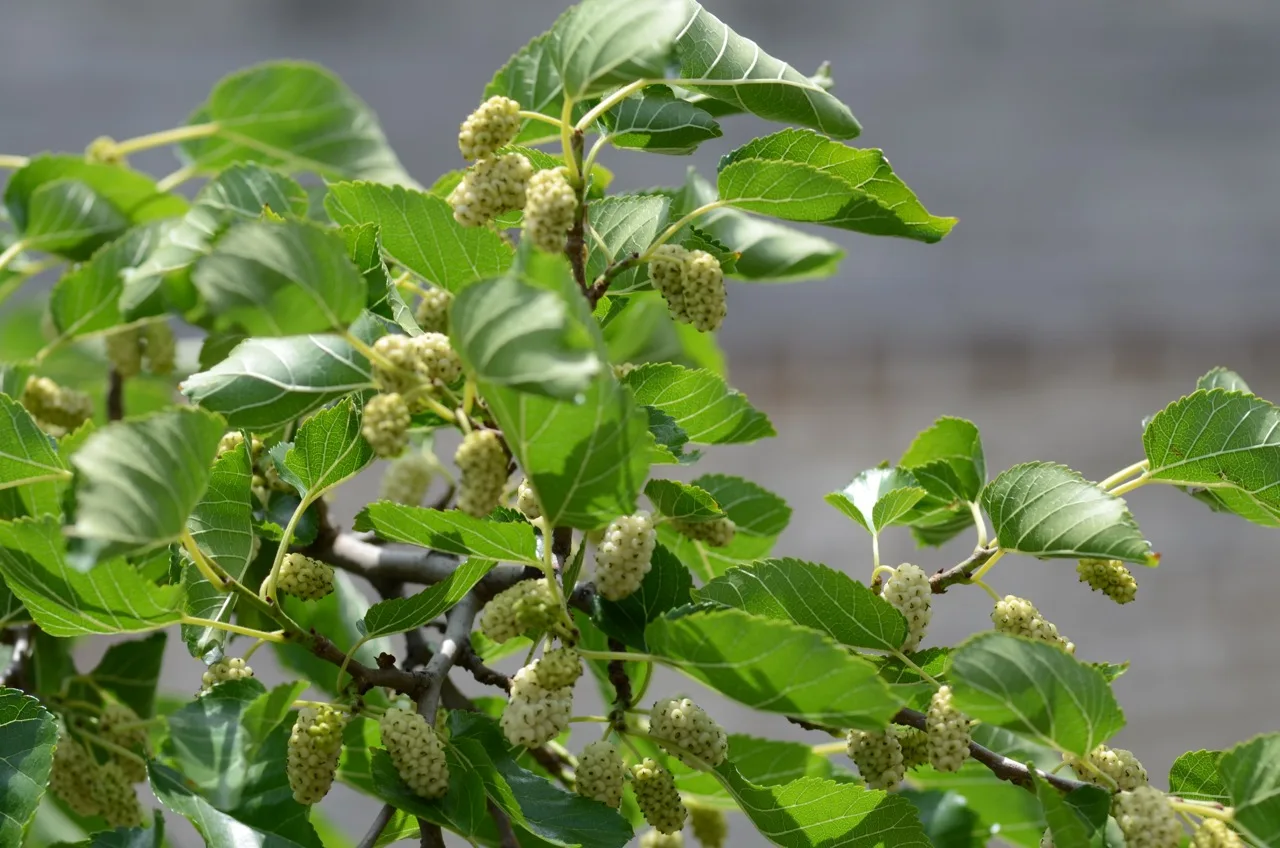 Morus alba