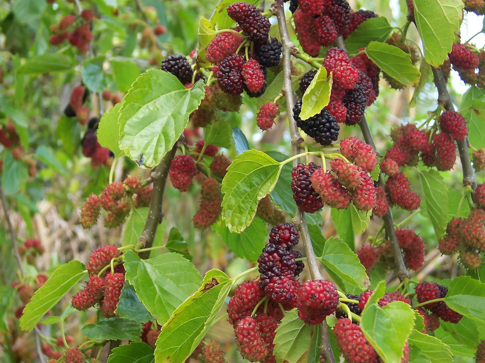 Morus alba