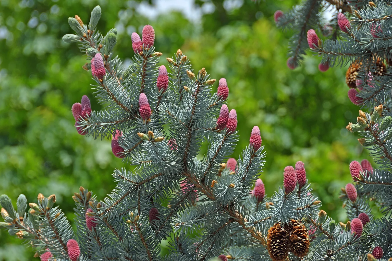 Picea pungens