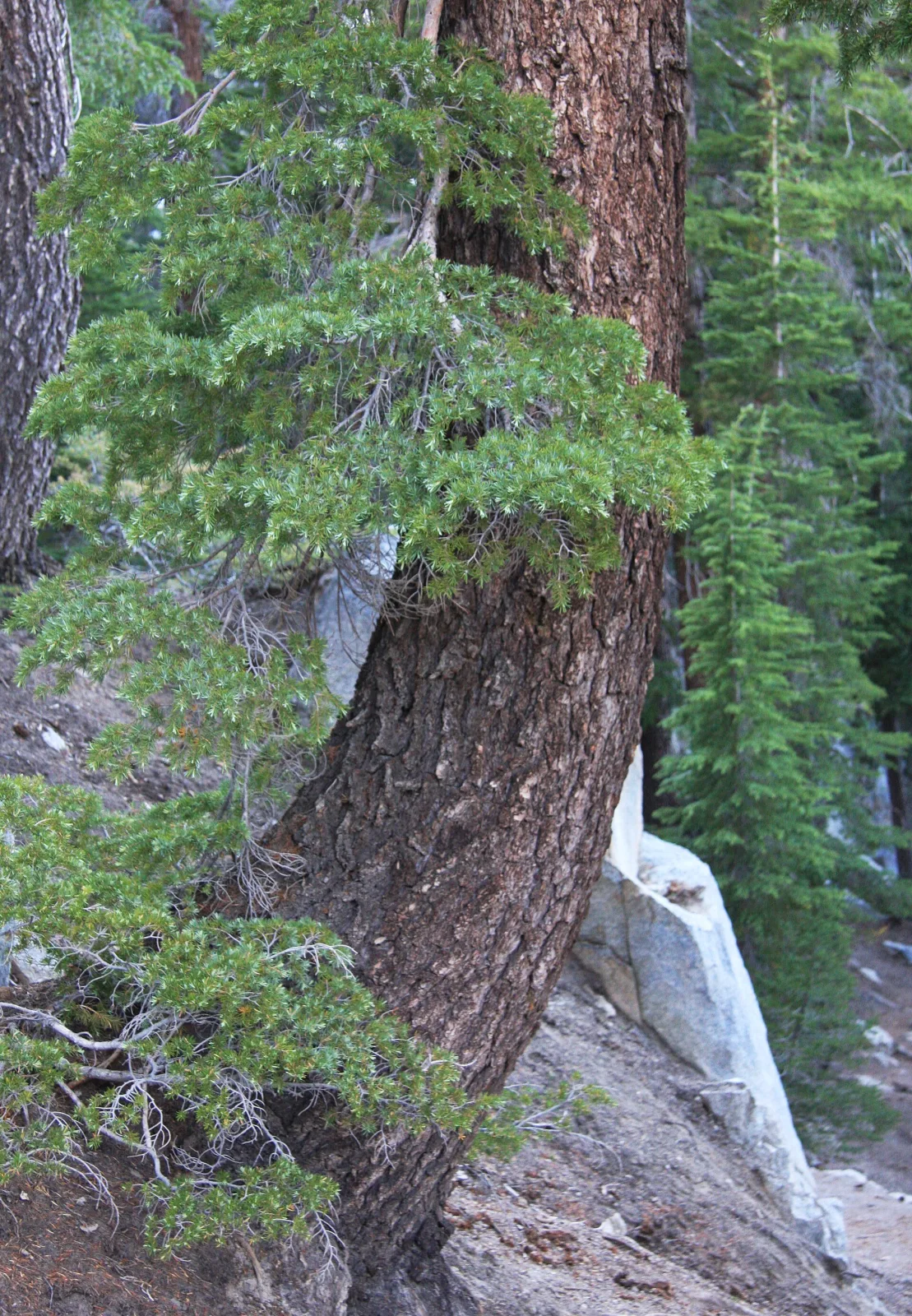 Tsuga mertensiana